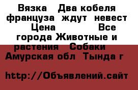  Вязка ! Два кобеля француза ,ждут  невест.. › Цена ­ 11 000 - Все города Животные и растения » Собаки   . Амурская обл.,Тында г.